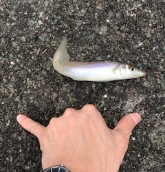 福井で夏のケンサキイカエギングと五目釣り